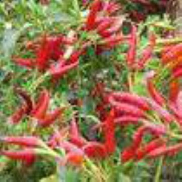 Capsaicine(Sales6 At Lgberry Dot Com Dot Cn)